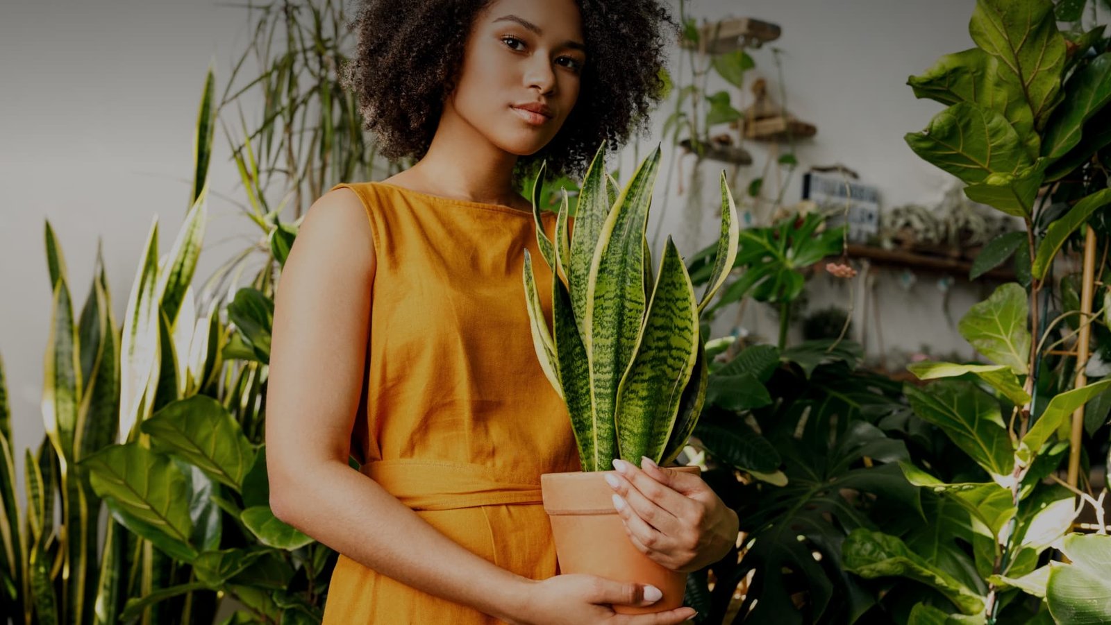Alan's Graden - India's Leading Exotic Plant Marketplace. - Alans