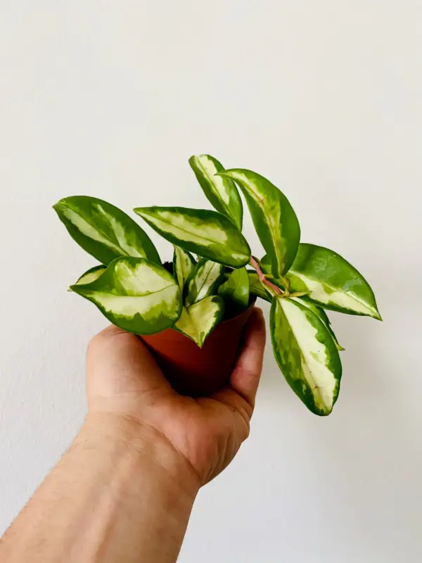 Hoya Carnosa Krimson Princess - Image 2