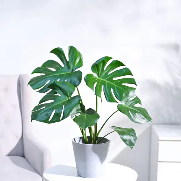 Monstera Deliciosa (Small Size)