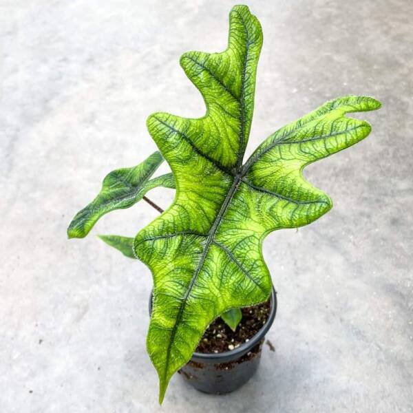 Alocasia Jacklyn – Rare Plant