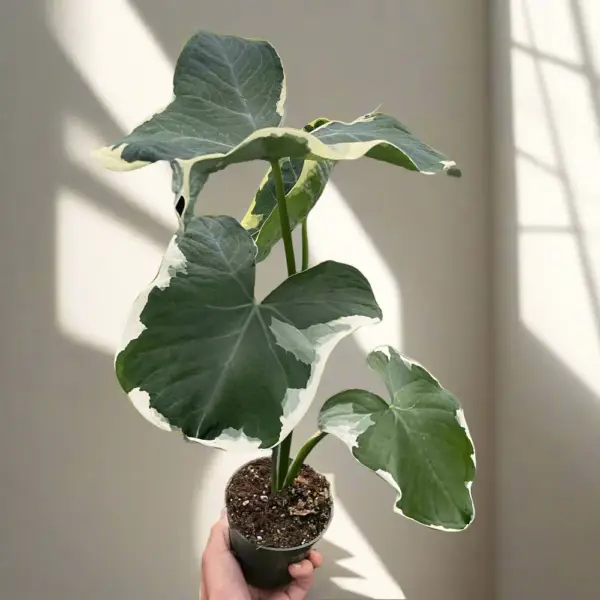 Alocasia Xanthosoma, Mickey Mouse – Rare - Image 2