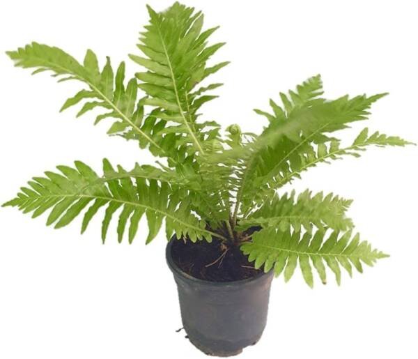 Tree Fern, Silver Lady Fern – Plant - Image 2