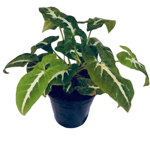SYNGONIUM WENDLANDII – Syngonium black velvet - Image 2