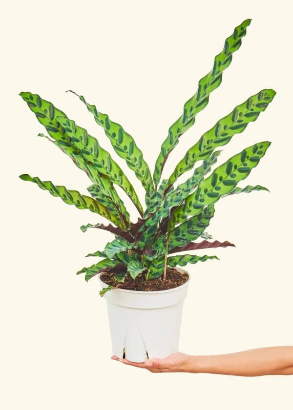 Calathiya Rattlesnake Plant
