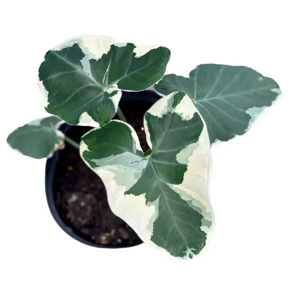 Alocasia Xanthosoma, Mickey Mouse – Rare