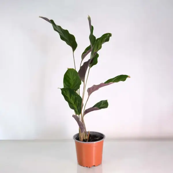 Calathea Louisae - Image 2
