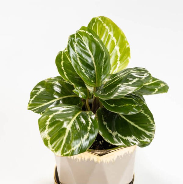 Calathea Green Lipstick Plant