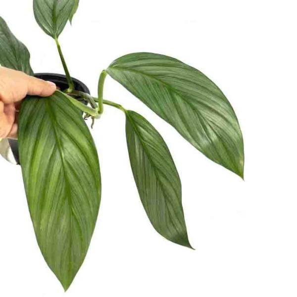 Epipremnum Amplissimum “Silver Streak” (Raphidophora Amplissimia)