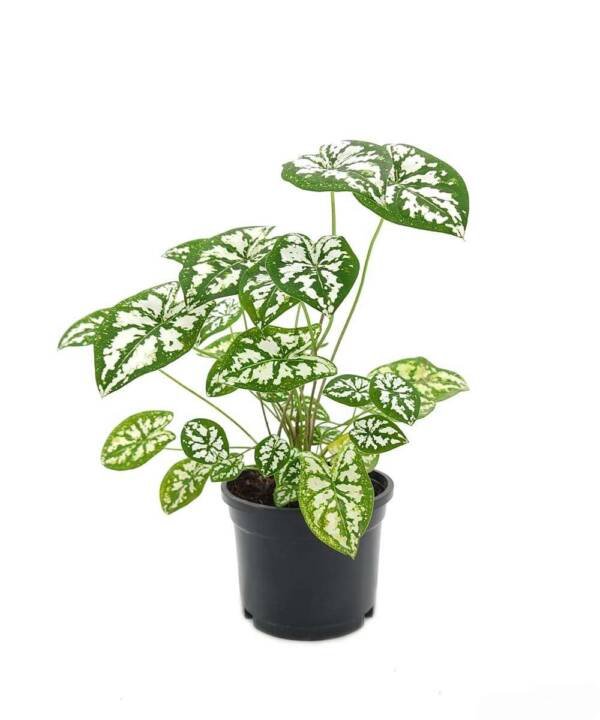Caladium Humboldtii ‘Mini White’ - Image 2