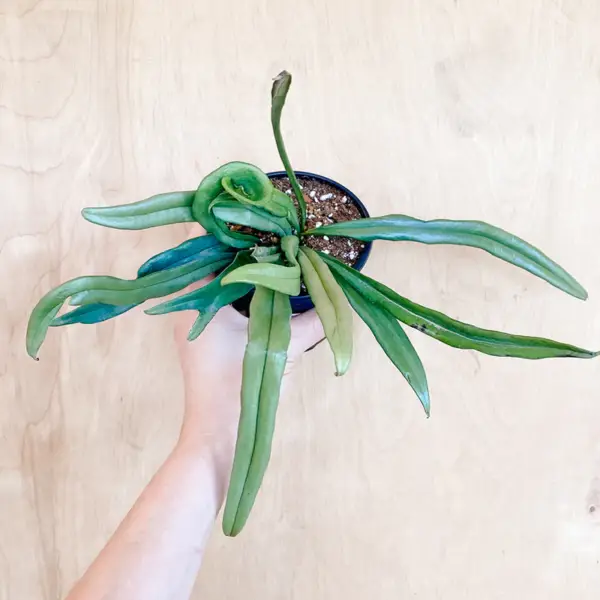 Blue Oil Fern , Microsorum Thailandicum