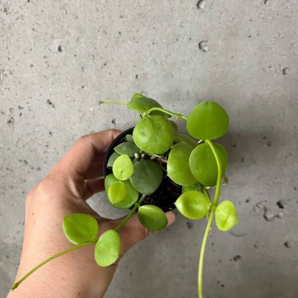 Dischidia Imbricata (Kidney plant) - Image 2