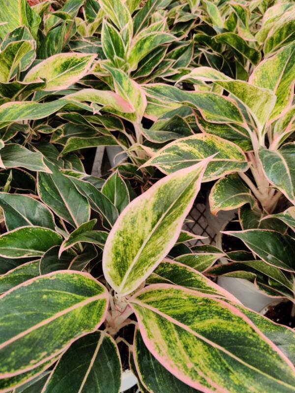 Aglonema Pink Lipstick