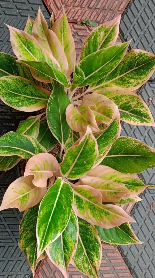 Aglonema Pink Lipstick - Image 2