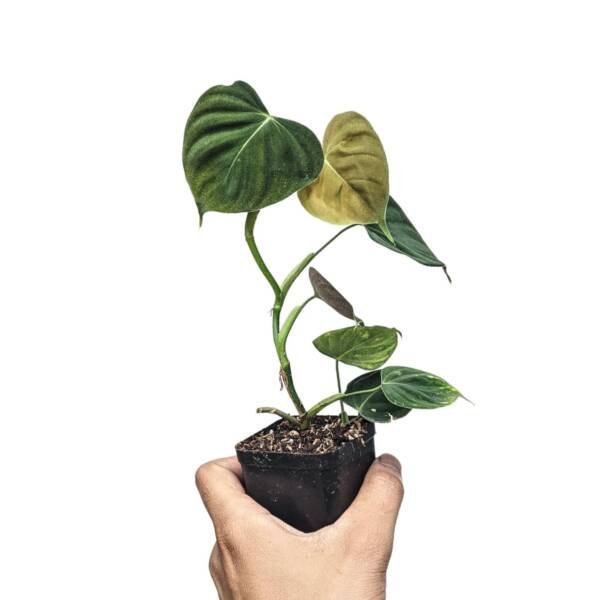 Philodendron Lupinum- Rare Plants - Image 2
