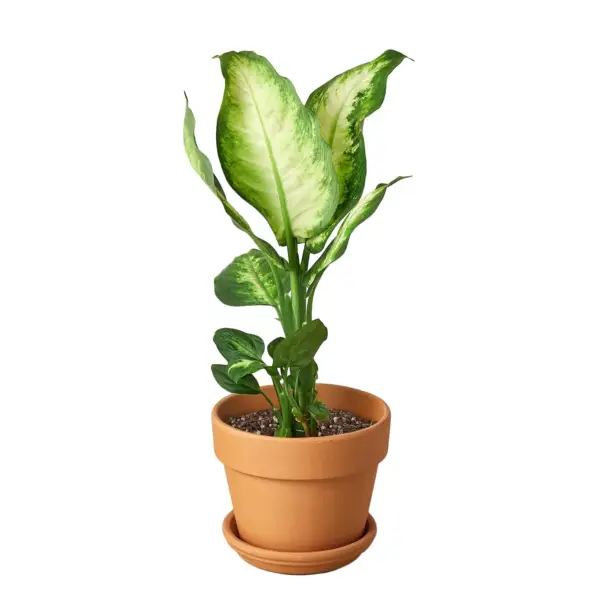 Dieffenbachia Camille - Image 2