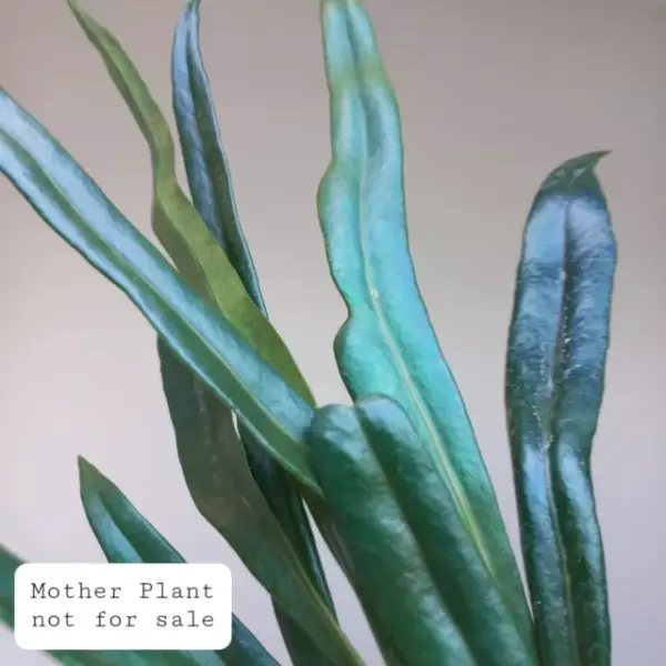 Blue Oil Fern , Microsorum Thailandicum - Image 3