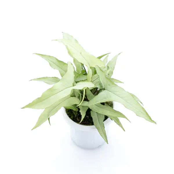 Syngonium Silver Fox