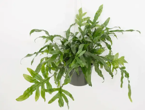 KANGAROO FERN (Microsorum diversifolium