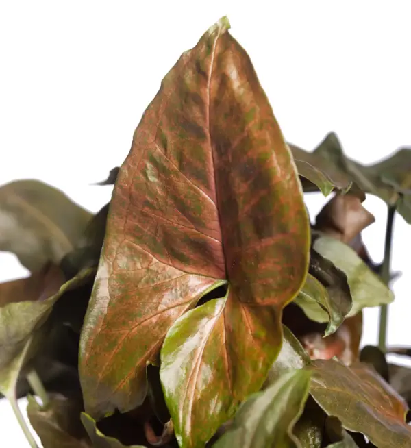 Syngonium Podophyllum ‘Bronze Maria’ - Image 2