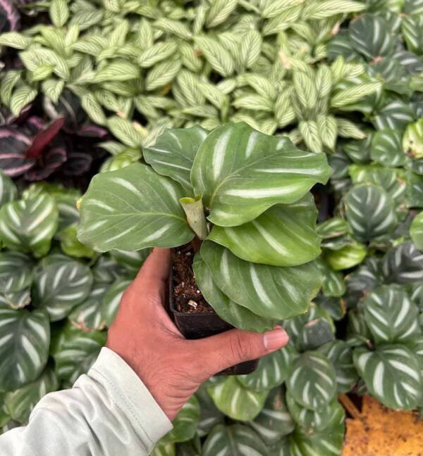 Calathea Rotundifolia Fasciata | White Apple