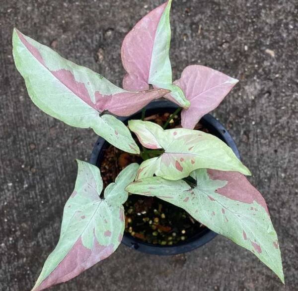 Syngonium Strawberry Milk- Rare Plant