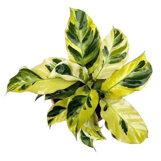 Calathea Yellow Fusion Thai Beauty