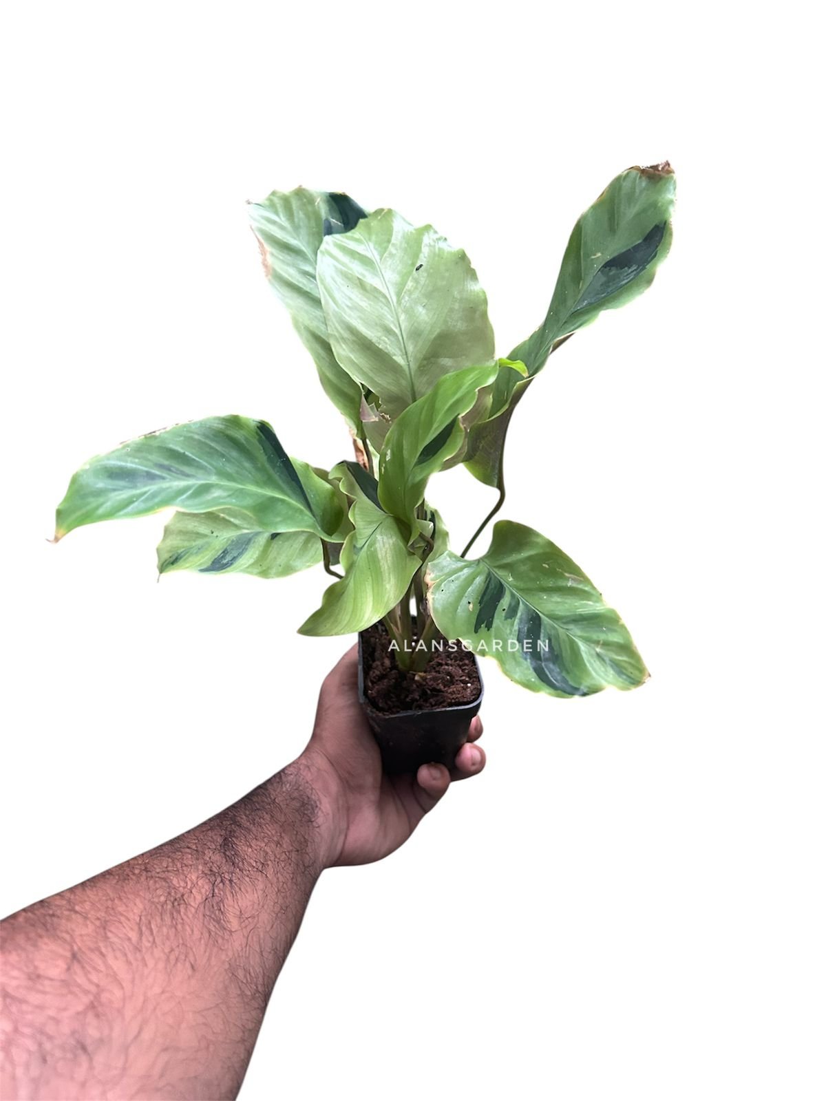 Calathea Yellow Fusion Thai Beauty - Image 2