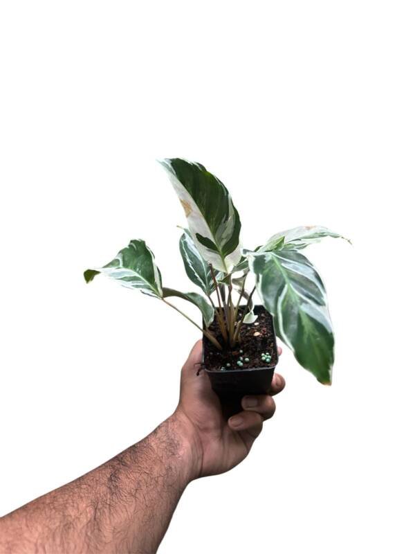 White Fusion Calathea - Image 3