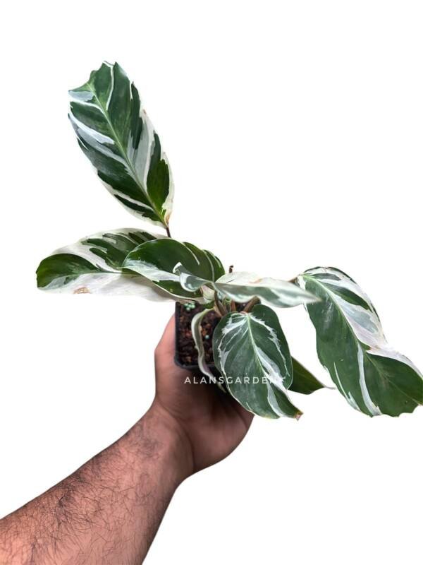 White Fusion Calathea - Image 4