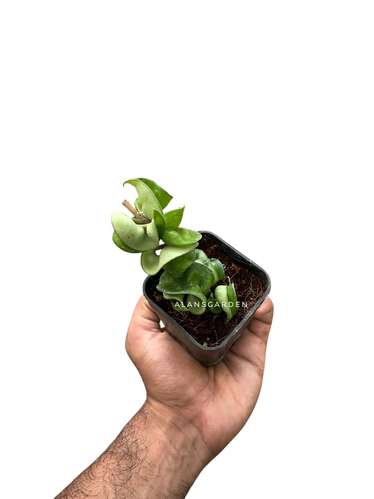 Hoya Carnosa Compacta ‘Hindu Rope’- Rare Plant - Image 4