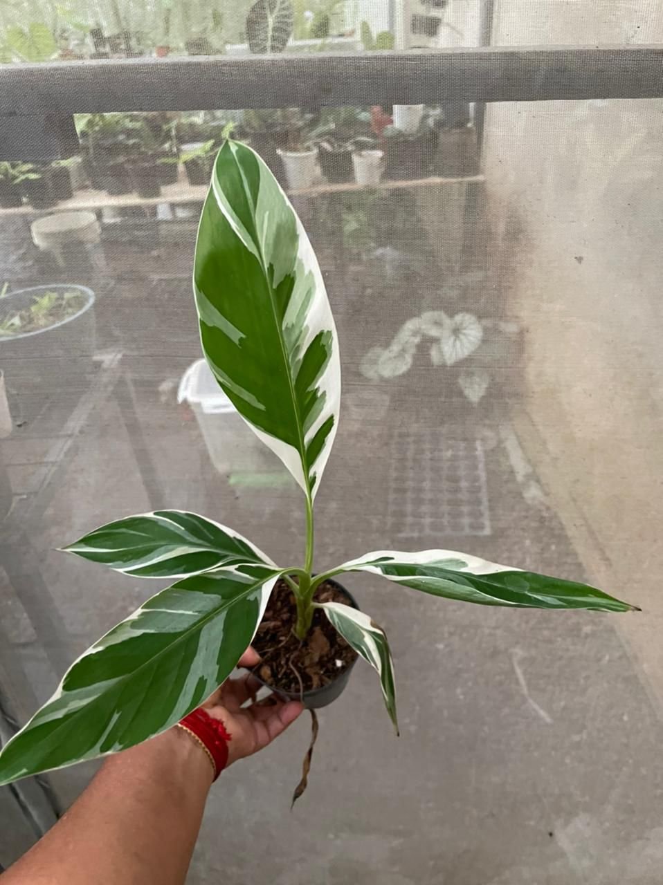 MUSA AE AE (VARIEGATED BANANA TREE) – Very Rare - Image 3