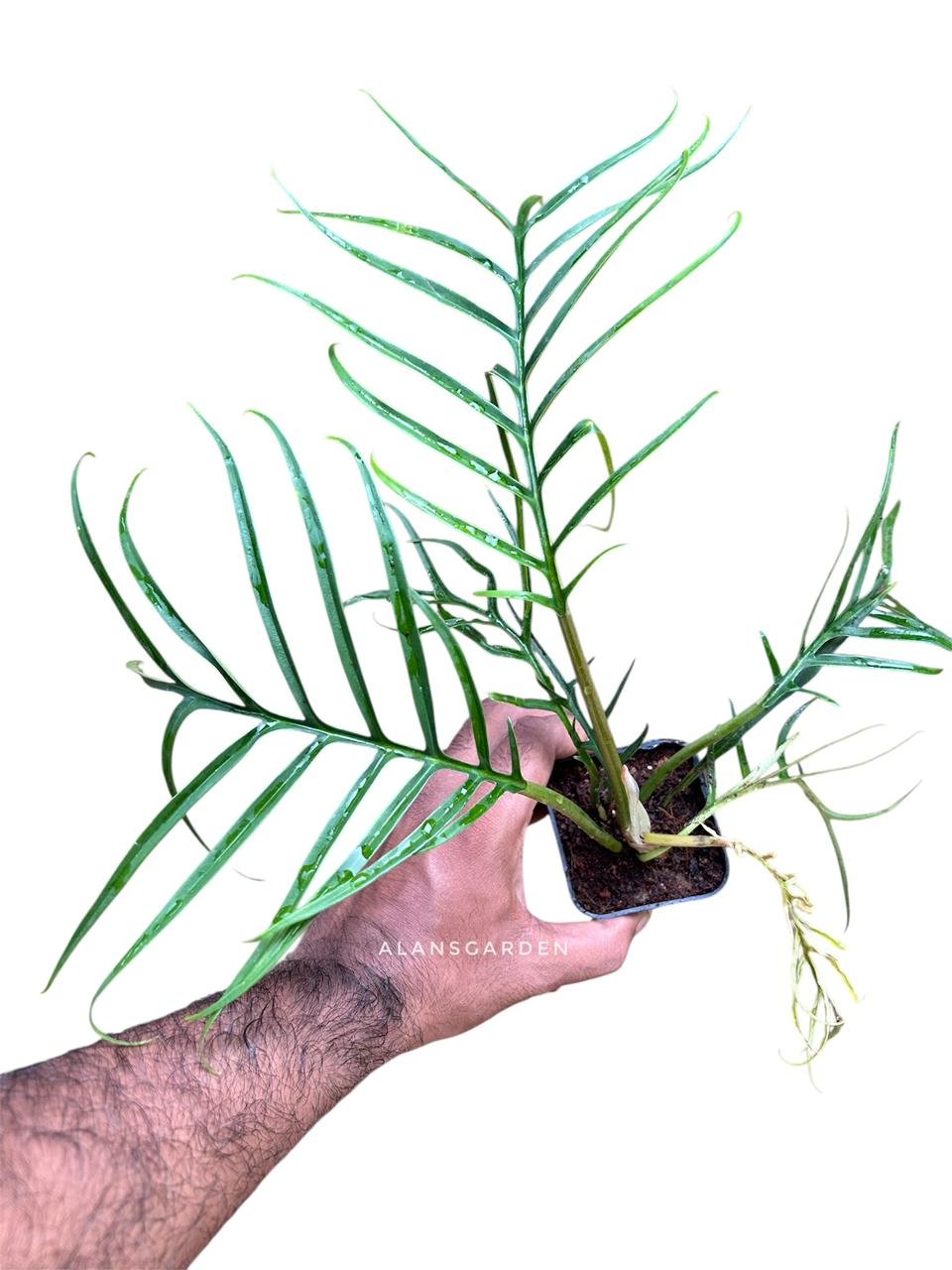 Philodendron Tortum- Rare - Image 3