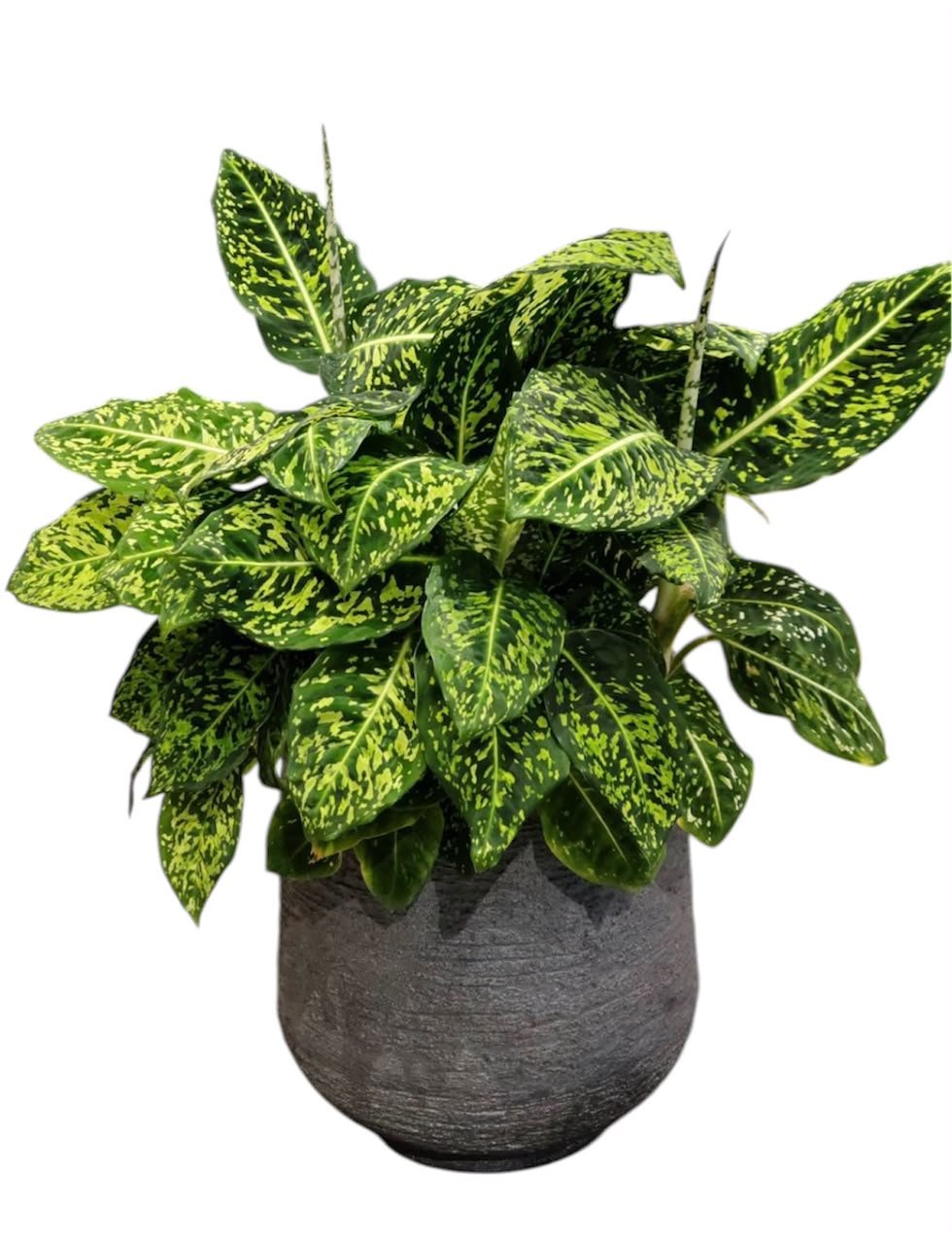 Dieffenbachia Reflector