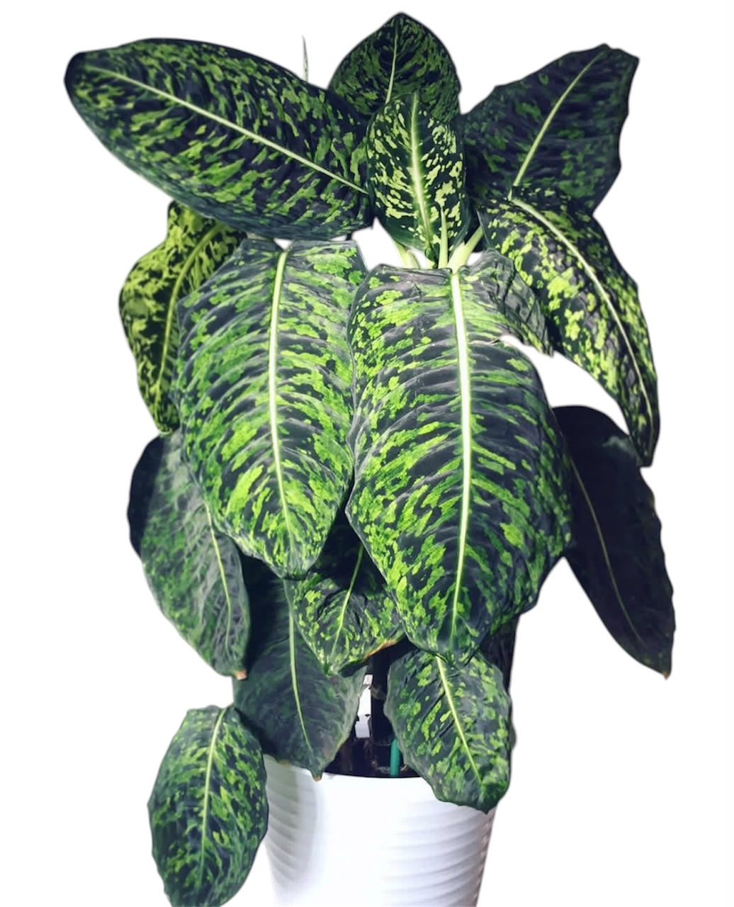 Dieffenbachia Reflector - Image 3