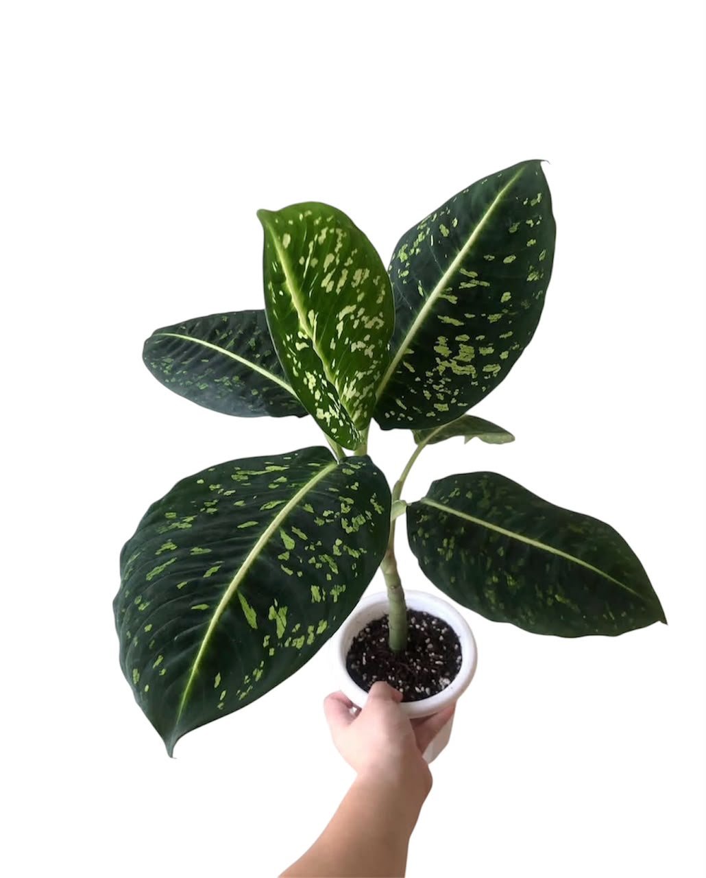 Dieffenbachia Reflector - Image 4