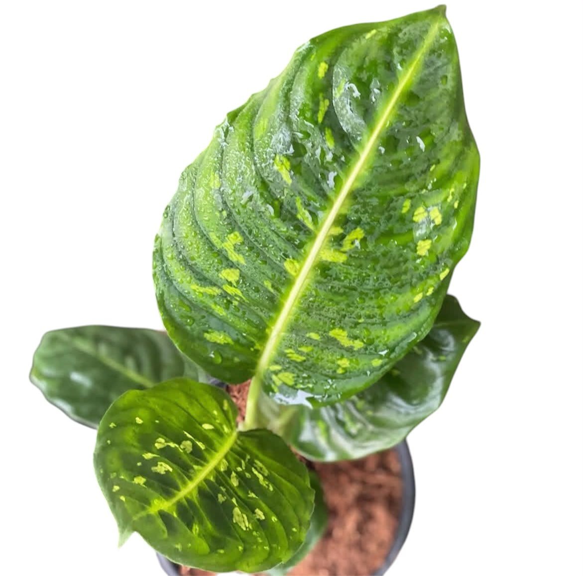 Dieffenbachia Reflector - Image 5