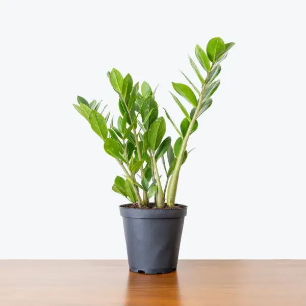 Zamioculcas Zamiifolia, ZZ Plant