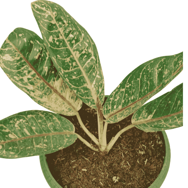 Aglonema Donacaramen - Image 3