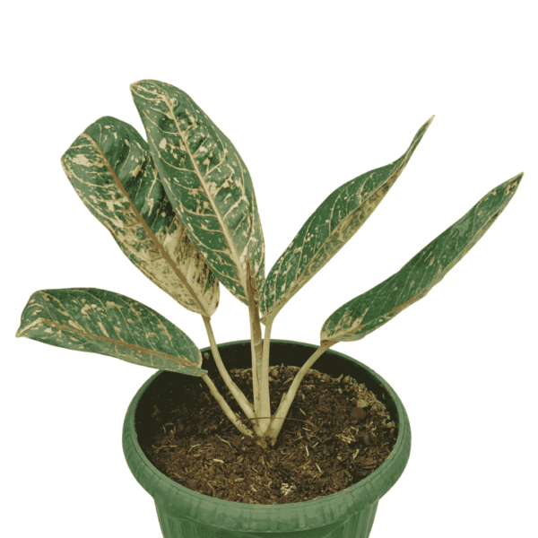 Aglonema Donacaramen - Image 2