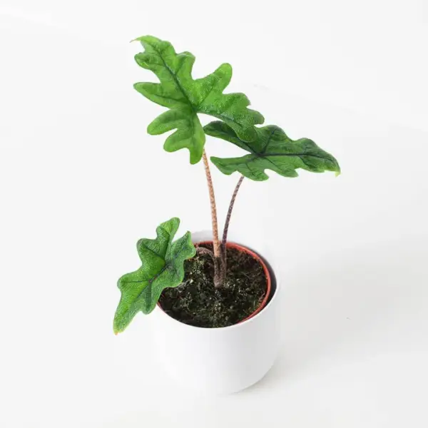 Alocasia Jacklyn – Rare Plant - Image 2
