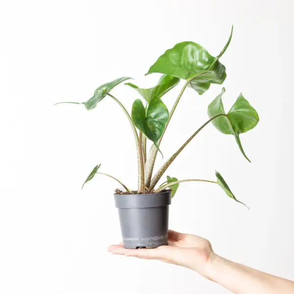 ALOCASIA STINGRAY – Rare