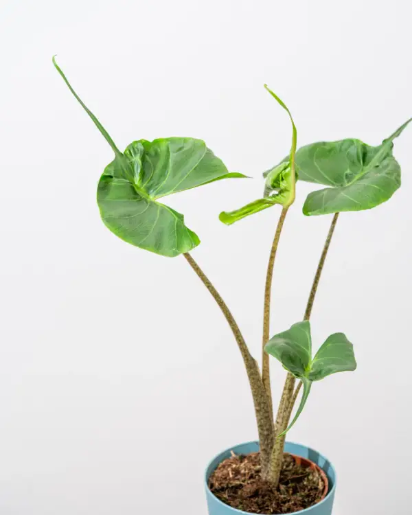 ALOCASIA STINGRAY – Rare - Image 2