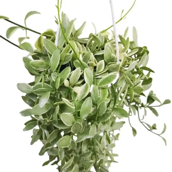 String Of Nickels Variegated (Dischidia Oiantha)