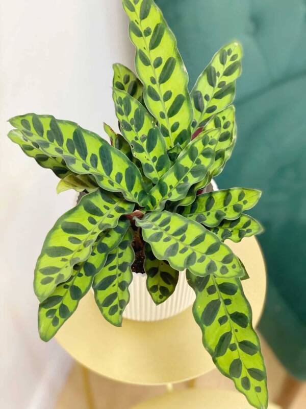 Calathiya Rattlesnake Plant - Image 2