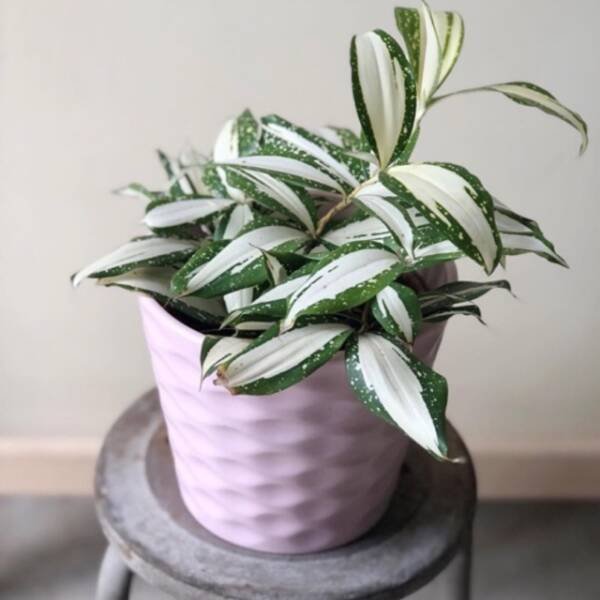 Dracaena Surculosa Milky Way- Rare - Image 2