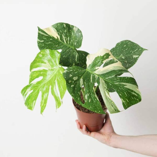 Monstera Thai Constellation- Rare