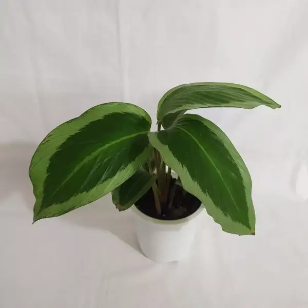 Calathea Bicajoux ‘Cobra Pink’ - Image 2