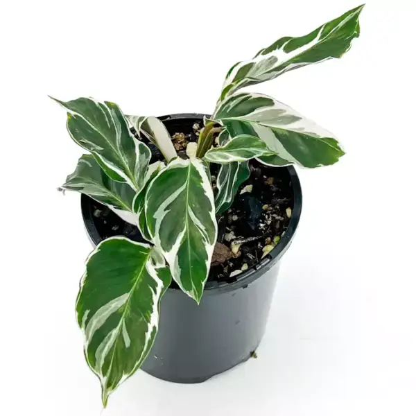 White Fusion Calathea - Image 2