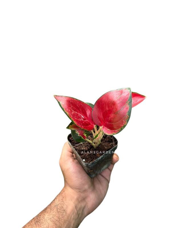 Aglonema Jaipong Red - Image 3
