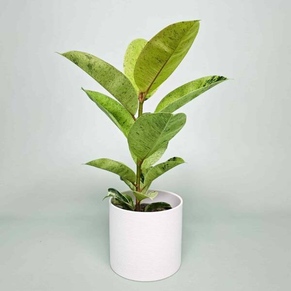 Rubber Tree, Rubber Plant, Ficus elastica (Shivereana) – Plant - Image 2